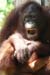 orangutan_sepiloksan#1606D6