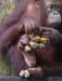 orangutan_sepiloksan#1606D7