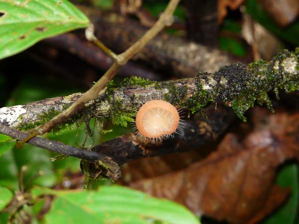 Danumvalley_fungus154