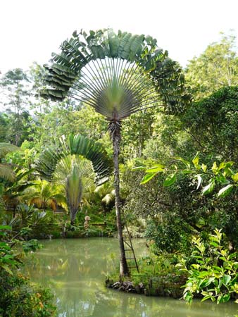 fanpalm498