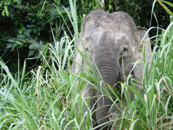 borneo_pygmee_elepha#1606E8