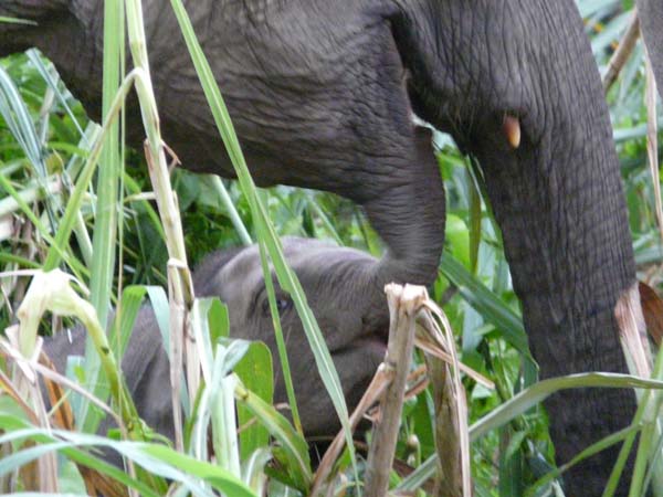 borneo_pygmee_elepha#1606EA