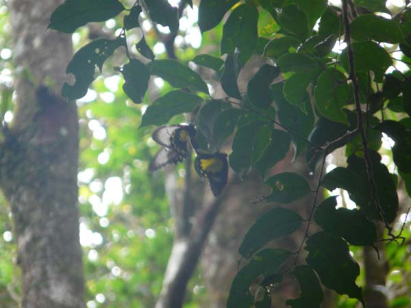 butterflies_mtkinabalu