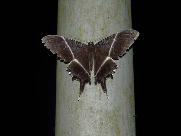 butterfly_danumvalley198