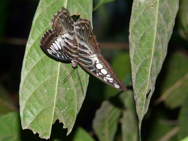 butterfly_mtkinabalu481