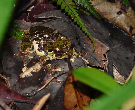 frogs_mating_mtkinabalu