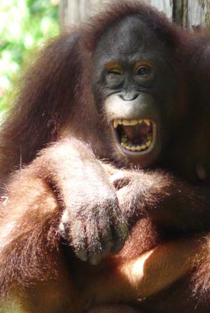 orangutan_sepiloksan#1606D6