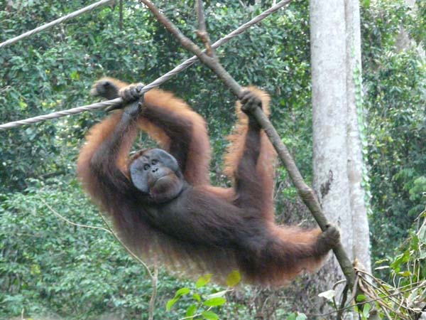 orangutan_sepiloksan#1606D8