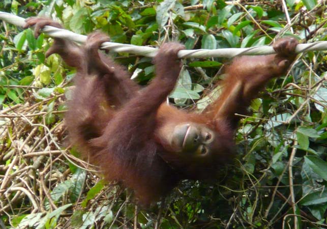 orangutan_sepiloksan#161FA7