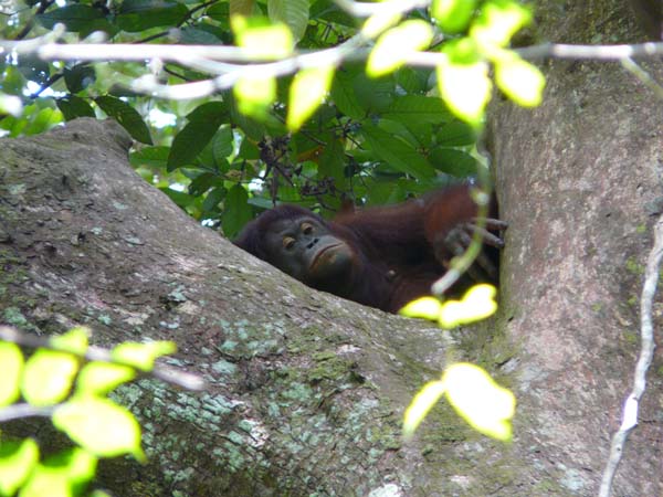 orangutan_sepiloksan#161FA8