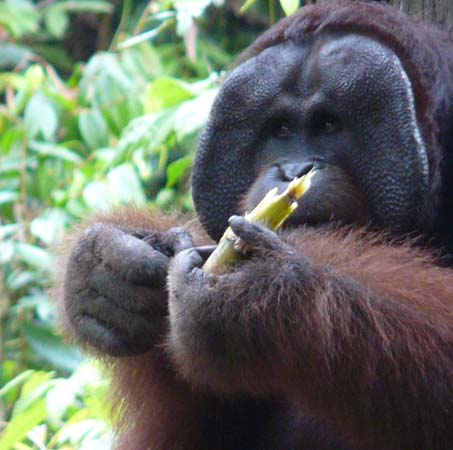 orangutan_sepiloksan#162046