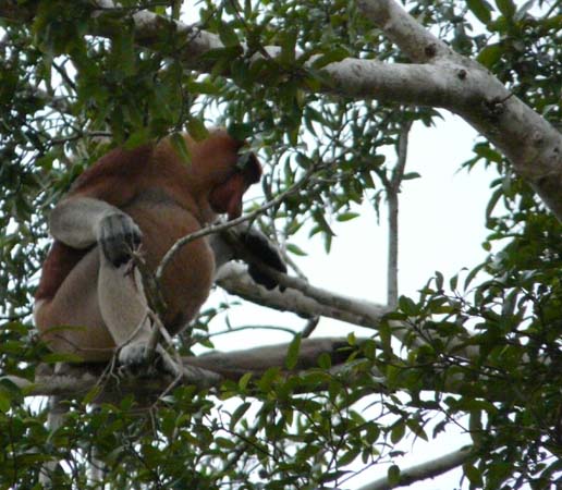 proboscis_monkey_kin#1606EB