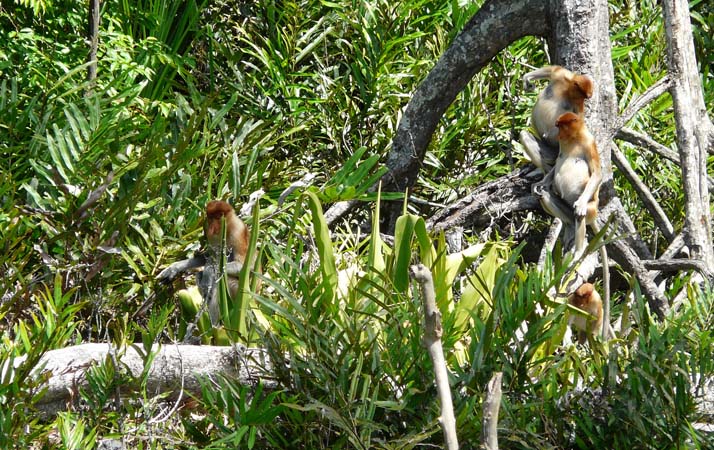 proboscis_monkey_lab#1606E1