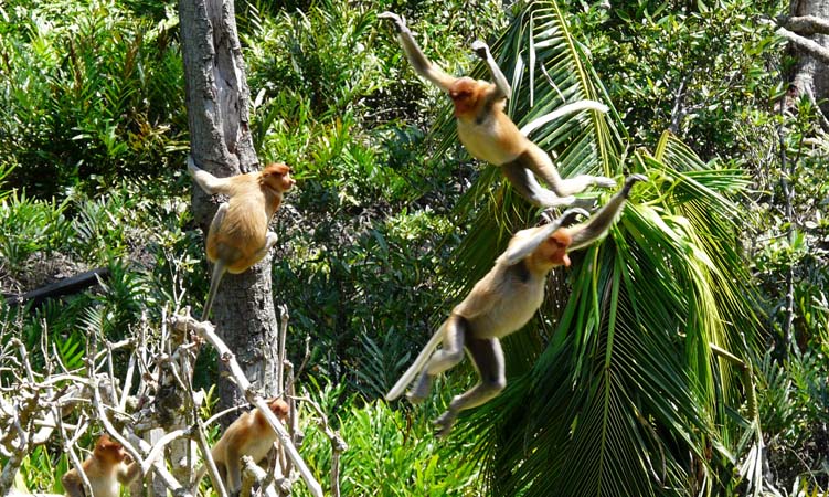 proboscis_monkey_lab#1606E2