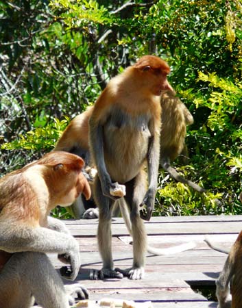 proboscis_monkey_lab#1606E4