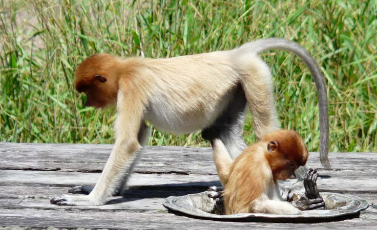 proboscis_monkey_lab#1606E5