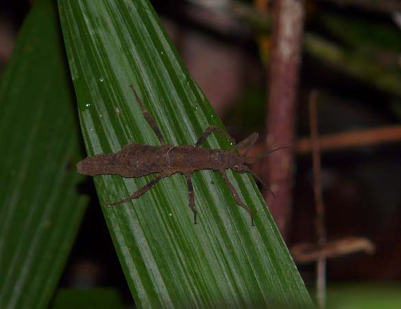 stick_insect_kinabat#161FE6