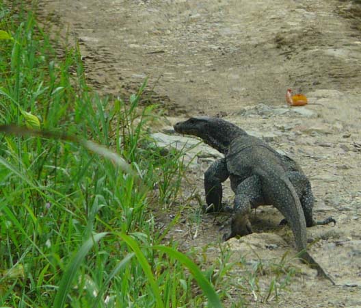 watermonitor_tabin_038