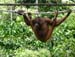 orangutan_sepiloksan#161FA6