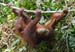 orangutan_sepiloksan#161FA7