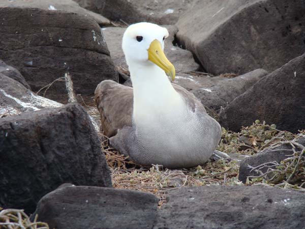 Q_Gardner Bay_DSC04132