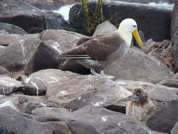 Q_Gardner Bay_DSC04135