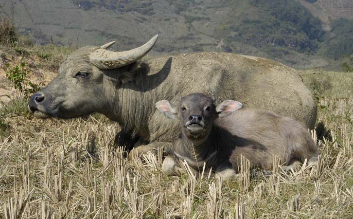 Sapa_trek_DSC_0076