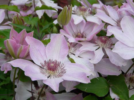 clematis_mei