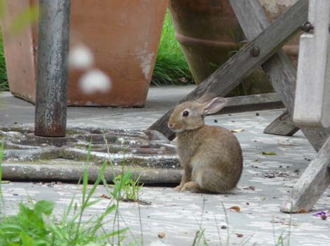 wild_konijntje3_aug