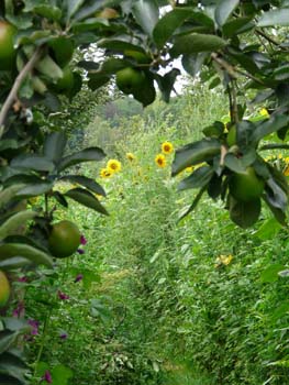 zonnebloemenwei